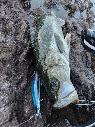 スズキの釣果