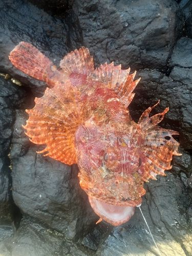 オニカサゴの釣果