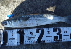 ボラの釣果