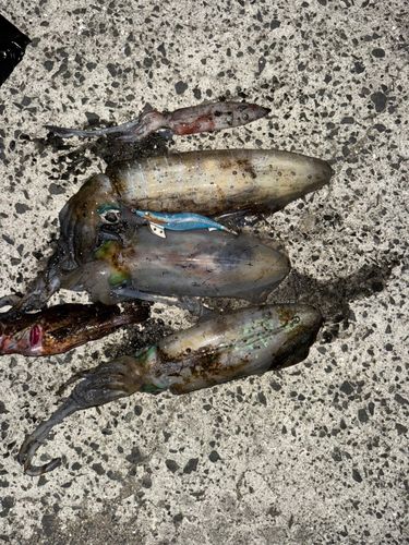 アオリイカの釣果
