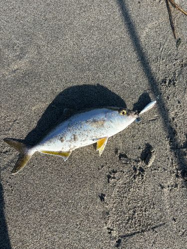 ショゴの釣果