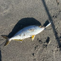 ショゴ