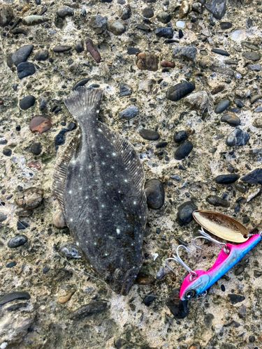ヒラメの釣果