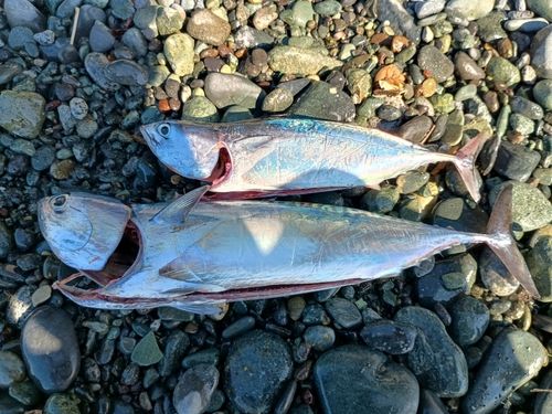 マルソウダの釣果