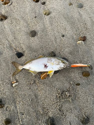 ショゴの釣果