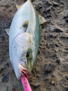 ワカシの釣果