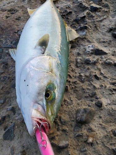 ワカシの釣果