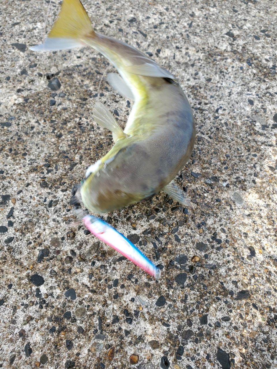 ワカシ