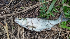 ワタカの釣果