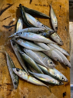 サバの釣果