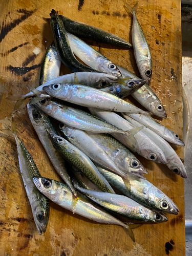 サバの釣果
