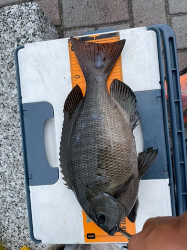 メジナの釣果