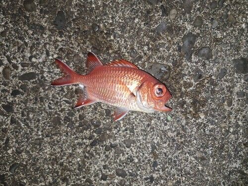 アカマツカサの釣果