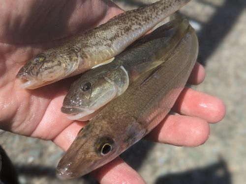 マハゼの釣果
