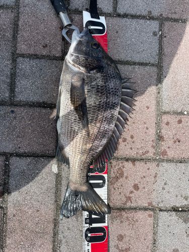 クロダイの釣果