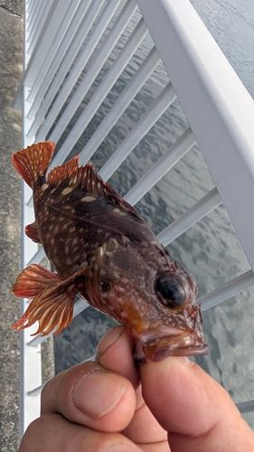 カサゴの釣果