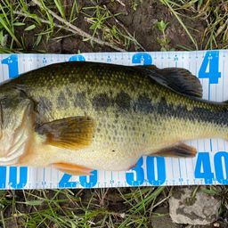 ラージマウスバス