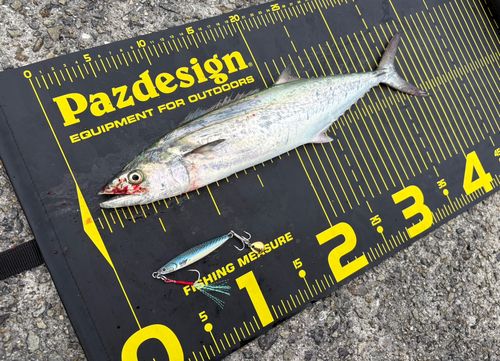 サゴシの釣果