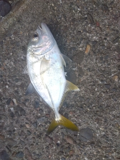 メッキの釣果