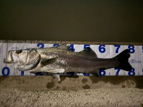 スズキの釣果