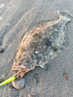 ヒラメの釣果