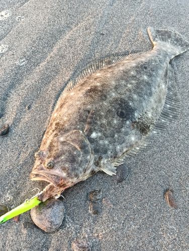 ヒラメの釣果