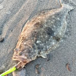 ヒラメ