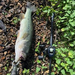 ラージマウスバス