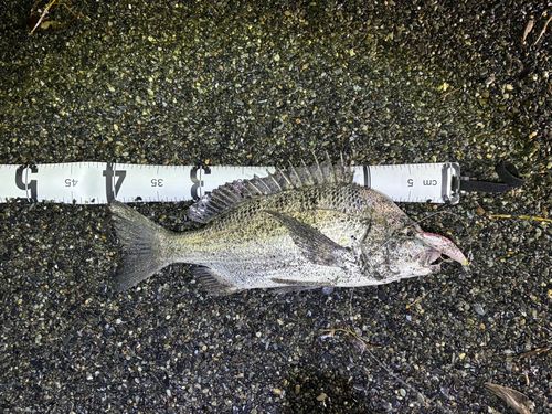 クロダイの釣果