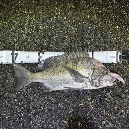 クロダイ