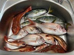 ツバスの釣果