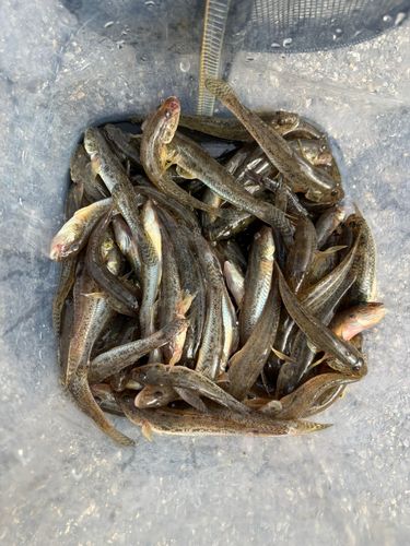 マハゼの釣果