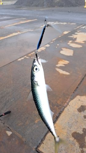 サバの釣果