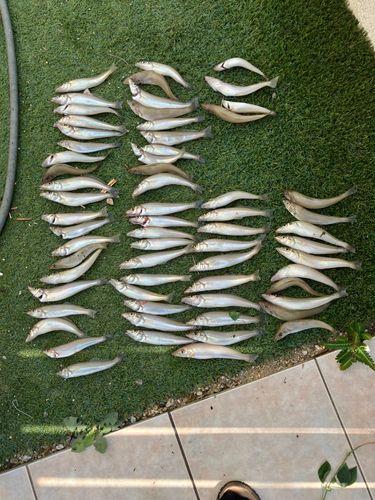 シロギスの釣果