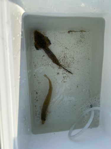 キスの釣果