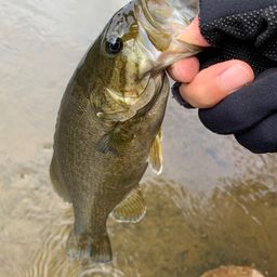 スモールマウスバス