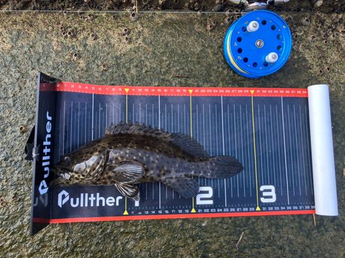 チャイロマルハタの釣果