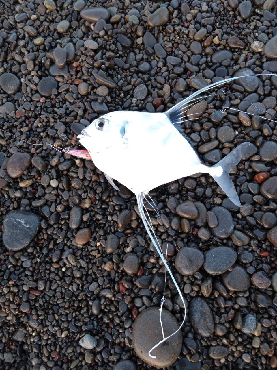 アジ