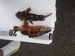 カサゴの釣果