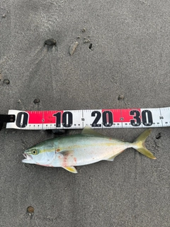 ワカシの釣果