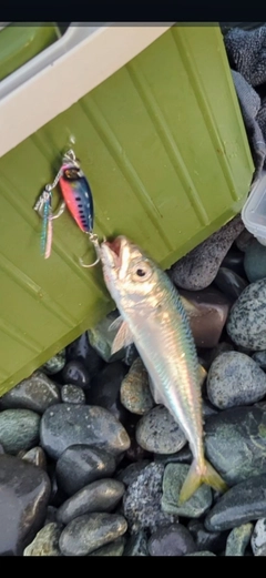 サバの釣果