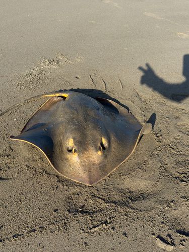 アカエイの釣果