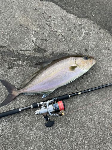 カンパチの釣果