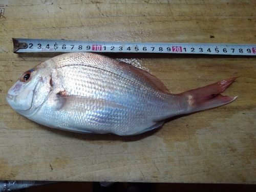 チャリコの釣果