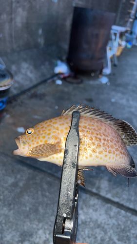 オオモンハタの釣果