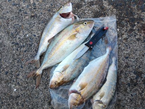 シオの釣果