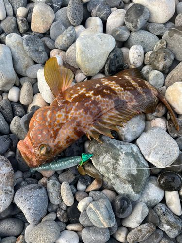 キジハタの釣果