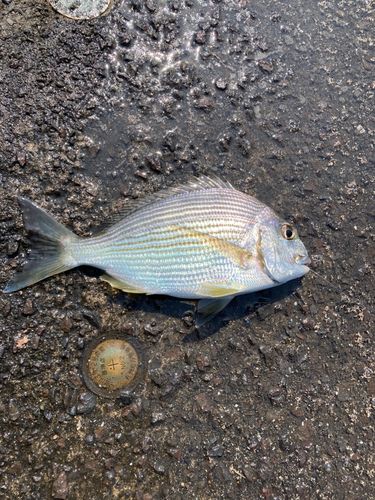 ヘダイの釣果