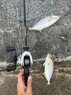 ショゴの釣果