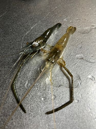 テナガエビの釣果